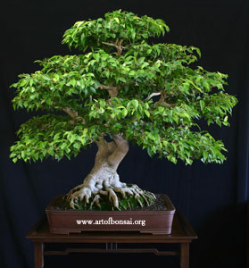 Фикус Бенджамина (Ficus benjamina)