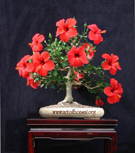 Фото Бонсай из Гибискуса китайского (Hibiscus rosa-sinensis)