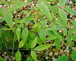 Фото Нандины домашней (Nandina domestica)