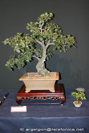 Фото бонсай из Дуба каменного (Quercus ilex)