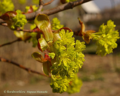 Фото Распускающихся цветочных почек клена