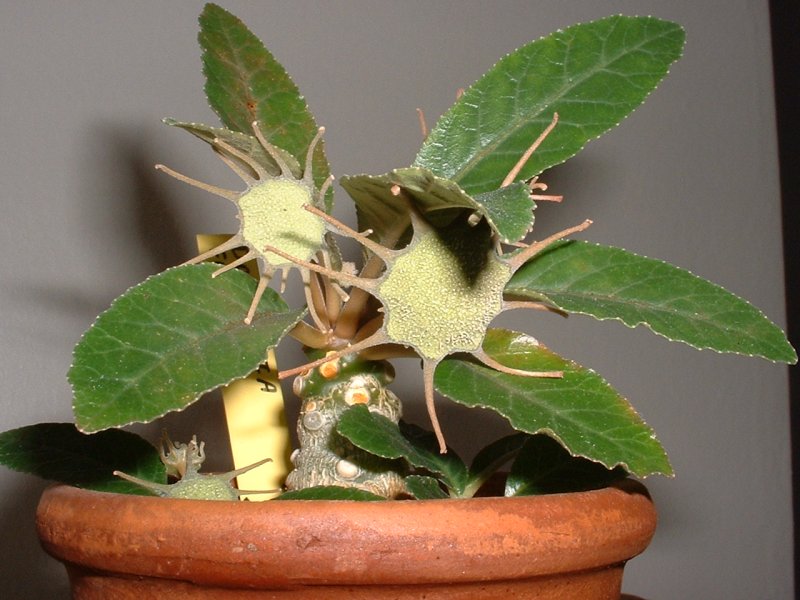 http://www.floralworld.ru/images/clause/Moraceae/Dorstenia4.jpg