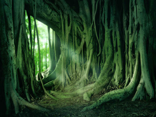 http://www.floralworld.ru/images/clause/Moraceae/Ficus_udush1.jpg