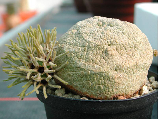 Pseudolithos cubiformis