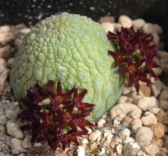 Pseudolithos migiurtinus