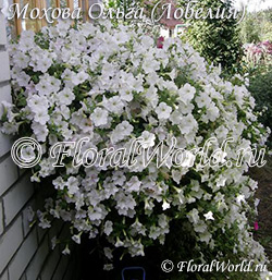 Petunia 'Opera Supreme White'