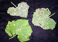 Фото пораженных листьев антракнозом