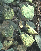 Фото пораженного растения мозаикой