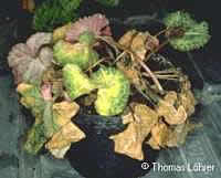 Фото пораженного растения фузариозом