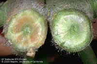 Фото пораженного растения Вертициллезом