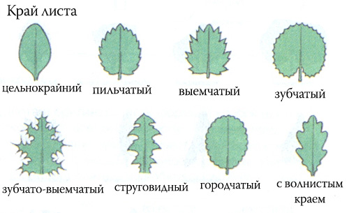 Изображение формы краев листа