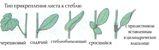 Изображение типа крепления листа