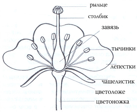Изображение строения цветка