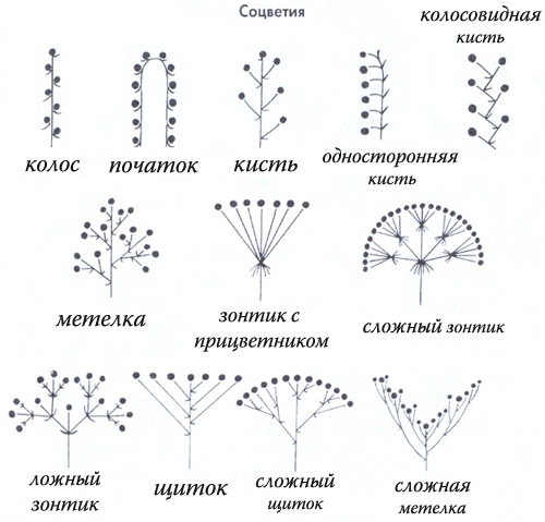 Виды соцветий