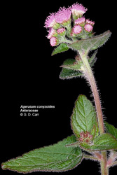 Ageratum conyzoides