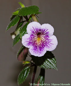 Фото Ахименеса сорт Ambroise Verschaffelt(Achimenes 'Ambroise Verschaffelt')