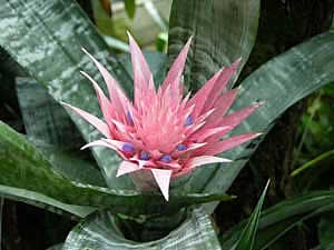 Фото Эхмеи полосатой (Aechmea fasciata)