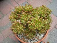 http://www.floralworld.ru/images/plants/Aeonium_sedifolium.jpg