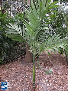 Фото Ареки катеху, или Пальмы бетель(Areca catechu)