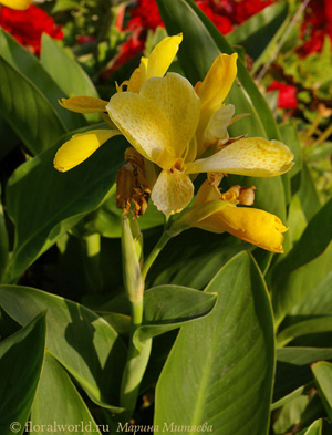 Канна гибридная (Canna hybr.)