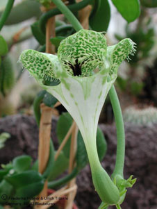 Фото Церопегии Сандерсона (Ceropegia sandersonii)