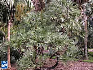 Фото Хамеропса призимистого (Chamaerops humilis)