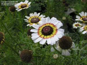 Хризантема килеватая (Chrysanthemum carinatum) сорт  Coconut Ice)