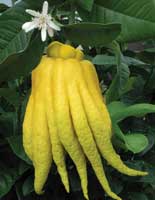 Фото Цитрона сорт Buddha's Hand