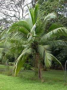 Кокосовая пальма (Cocos nucifera)