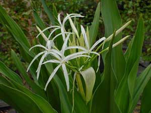 Фото Кринума узколистного (Crinum angustifolium)