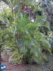 Фото Хризалидокарпуса, или Дипсиса  желтеющего (Chrysalidocarpus lutescens er Dypsis lutescens)