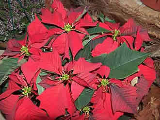 Еуфорбия прекраснейшая (Poinsettia pulcherrima)