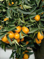 плоды Фортунеллы маргарита