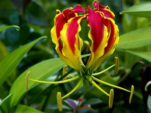 Фото Глориозы роскошной (Gloriosa superba L.)