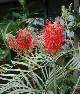 Фото Гревиллеи Бэнкса (Grevillea banksii)