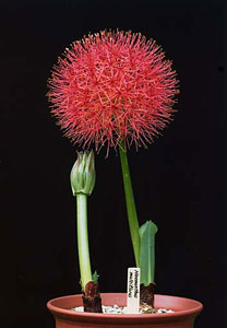 фото Гемантуса (скадоксуса) многоцветкового — Haemanthus (Scadoxus) multiflorus