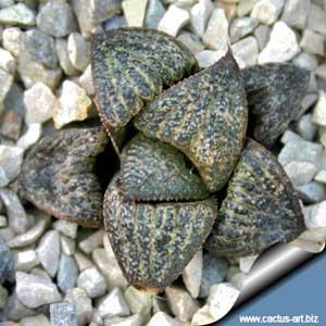 Фото Хавортии великолепной разн. блестящая(Haworthia magnifica var. splendens)