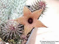 Huernia pillansii