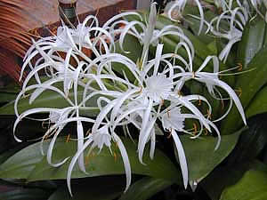 Фото Гименокаллиса карибского (Hymenocallis caribaea)