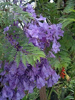 Фото Жакаранды мимозолистной (Jacaranda mimosifolia)