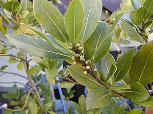 Фото Лавра благородного (Laurus nobilis)