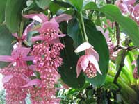 Мединилла великолепная (Medinilla magnifica)