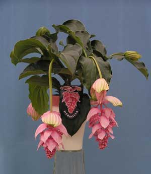 Мединилла великолепная (Medinilla magnifica)