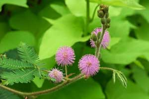 Фото Мимозы стыдливой (Mimosa pudica)
