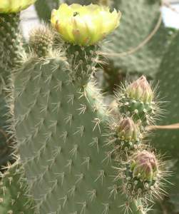 Фото Опунции беловолосой (Opuntia leucotricha)