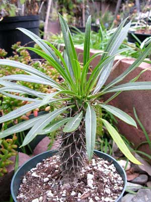 Пахиподиум ламера (Pachypodium lamerei)