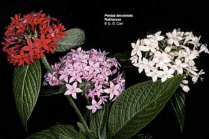 фото Пентаса ланцетовидного (Pentas lanceolata)