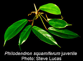 фото ювенильных листьев Филодендрона чешуеносного
