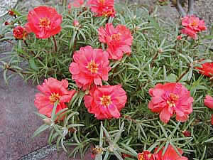 Фото Портулака крупноцветкового (Portulaca grandiflora)