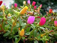 Фото Портулака крупноцветкового